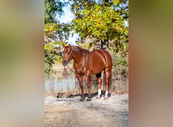 American Quarter Horse, Wallach, 6 Jahre, 147 cm
