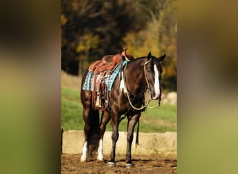 American Quarter Horse, Wallach, 6 Jahre, 147 cm, Rappe