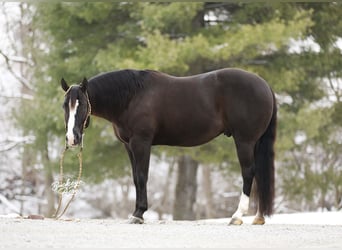 American Quarter Horse, Wallach, 6 Jahre, 147 cm, Rappe