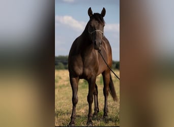 American Quarter Horse, Wallach, 6 Jahre, 147 cm, Rappe