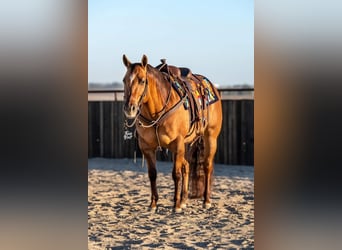American Quarter Horse, Wallach, 6 Jahre, 147 cm, Red Dun