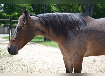 American Quarter Horse, Wallach, 6 Jahre, 147 cm, Roan-Bay
