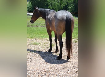 American Quarter Horse, Wallach, 6 Jahre, 147 cm, Roan-Bay