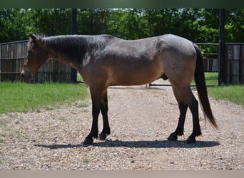 American Quarter Horse, Wallach, 6 Jahre, 147 cm, Roan-Bay