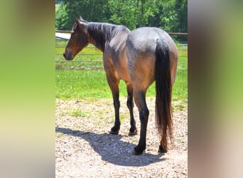 American Quarter Horse, Wallach, 6 Jahre, 147 cm, Roan-Bay