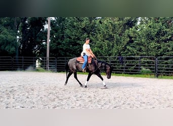 American Quarter Horse, Wallach, 6 Jahre, 147 cm, Roan-Blue