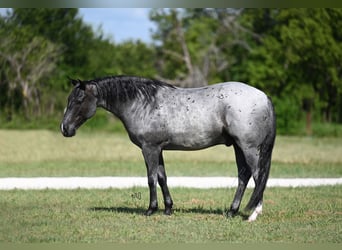 American Quarter Horse, Wallach, 6 Jahre, 147 cm, Roan-Blue