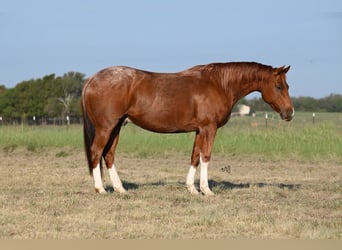 American Quarter Horse, Wallach, 6 Jahre, 147 cm, Roan-Red