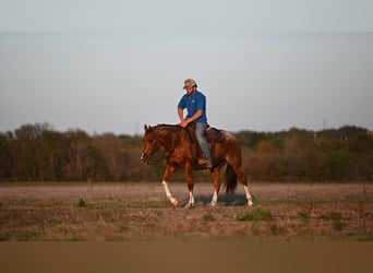 American Quarter Horse, Wallach, 6 Jahre, 147 cm, Roan-Red