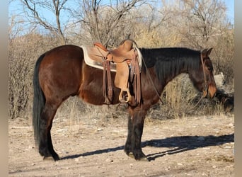 American Quarter Horse, Wallach, 6 Jahre, 147 cm, Roan-Red