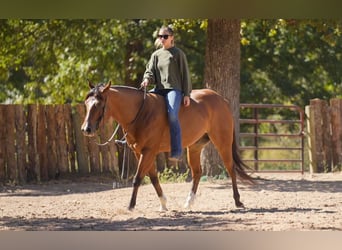 American Quarter Horse Mix, Wallach, 6 Jahre, 147 cm, Rotbrauner