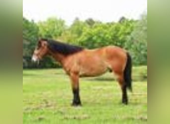 American Quarter Horse, Wallach, 6 Jahre, 147 cm, Rotbrauner