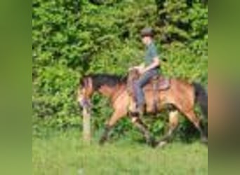 American Quarter Horse, Wallach, 6 Jahre, 147 cm, Rotbrauner