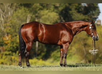 American Quarter Horse, Wallach, 6 Jahre, 147 cm, Rotbrauner