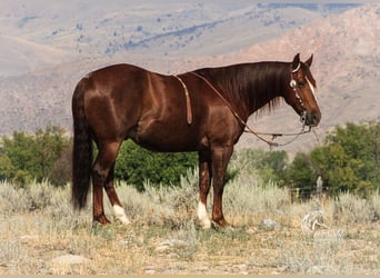 American Quarter Horse, Wallach, 6 Jahre, 147 cm, Rotfuchs