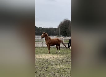 American Quarter Horse Mix, Wallach, 6 Jahre, 147 cm, Rotfuchs