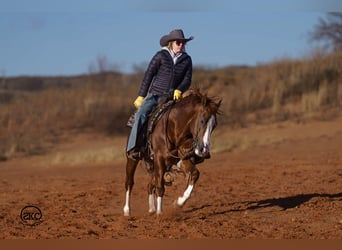 American Quarter Horse, Wallach, 6 Jahre, 147 cm, Rotfuchs