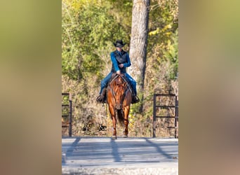 American Quarter Horse, Wallach, 6 Jahre, 147 cm, Rotfuchs