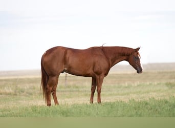 American Quarter Horse, Wallach, 6 Jahre, 147 cm, Rotfuchs