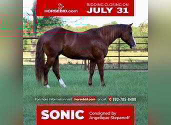 American Quarter Horse, Wallach, 6 Jahre, 147 cm, Rotfuchs