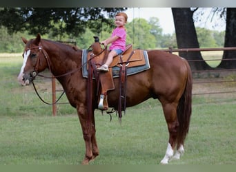 American Quarter Horse, Wallach, 6 Jahre, 147 cm, Rotfuchs