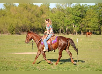 American Quarter Horse, Wallach, 6 Jahre, 147 cm, Rotfuchs