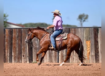 American Quarter Horse, Wallach, 6 Jahre, 147 cm, Rotfuchs