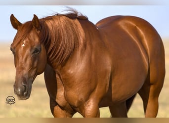 American Quarter Horse, Wallach, 6 Jahre, 147 cm, Rotfuchs