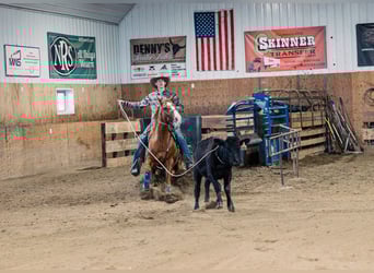 American Quarter Horse, Wallach, 6 Jahre, 147 cm, Rotfuchs