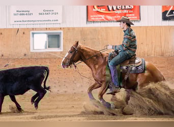 American Quarter Horse, Wallach, 6 Jahre, 147 cm, Rotfuchs