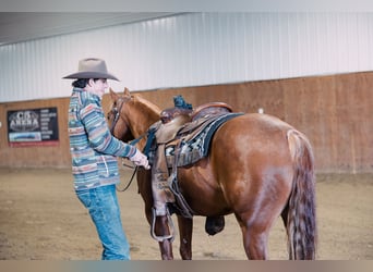 American Quarter Horse, Wallach, 6 Jahre, 147 cm, Rotfuchs