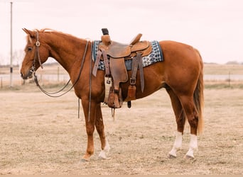 American Quarter Horse, Wallach, 6 Jahre, 147 cm, Rotfuchs