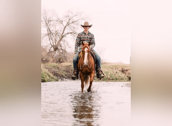 American Quarter Horse, Wallach, 6 Jahre, 147 cm, Rotfuchs