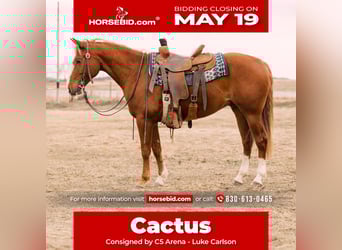 American Quarter Horse, Wallach, 6 Jahre, 147 cm, Rotfuchs
