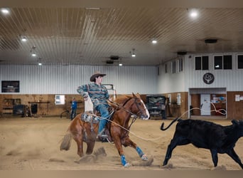 American Quarter Horse, Wallach, 6 Jahre, 147 cm, Rotfuchs