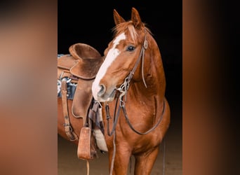 American Quarter Horse, Wallach, 6 Jahre, 147 cm, Rotfuchs