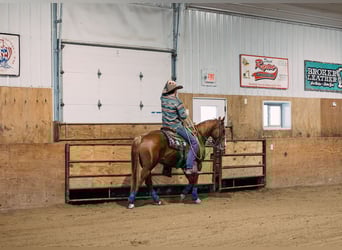American Quarter Horse, Wallach, 6 Jahre, 147 cm, Rotfuchs