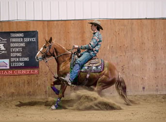 American Quarter Horse, Wallach, 6 Jahre, 147 cm, Rotfuchs