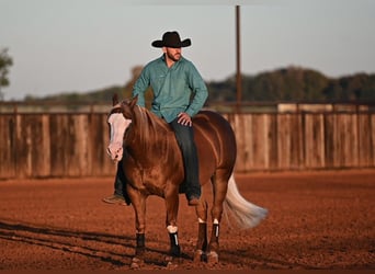 American Quarter Horse Mix, Wallach, 6 Jahre, 147 cm, Rotfuchs