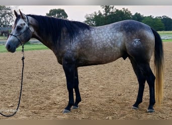 American Quarter Horse, Wallach, 6 Jahre, 147 cm, Schimmel