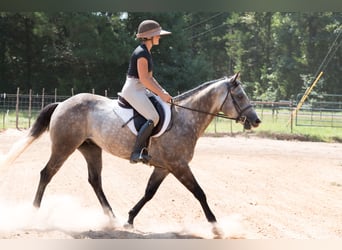 American Quarter Horse, Wallach, 6 Jahre, 147 cm, Schimmel