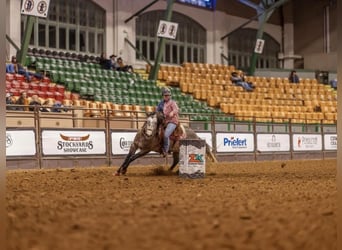 American Quarter Horse, Wallach, 6 Jahre, 147 cm, Schimmel