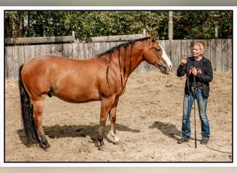 American Quarter Horse, Wallach, 6 Jahre, 148 cm, Brauner