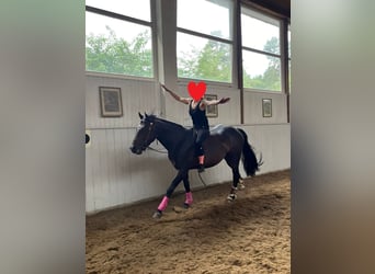 American Quarter Horse, Wallach, 6 Jahre, 148 cm, Brauner