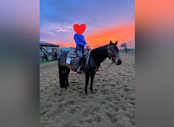 American Quarter Horse, Wallach, 6 Jahre, 148 cm, Brauner