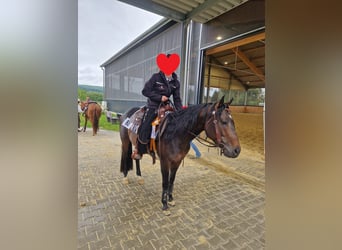 American Quarter Horse, Wallach, 6 Jahre, 148 cm, Brauner