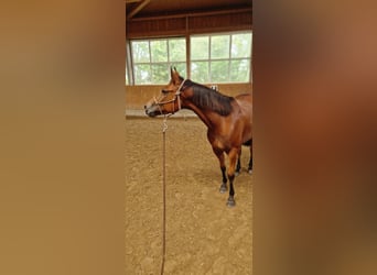 American Quarter Horse, Wallach, 6 Jahre, 148 cm