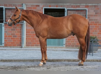 American Quarter Horse, Wallach, 6 Jahre, 148 cm, Fuchs