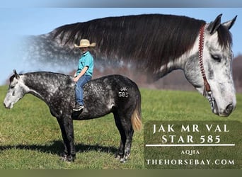 American Quarter Horse, Wallach, 6 Jahre, 150 cm, Apfelschimmel