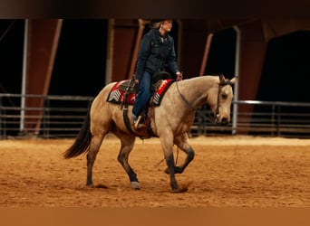 American Quarter Horse, Wallach, 6 Jahre, 150 cm, Buckskin